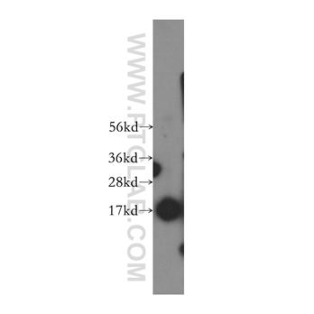 SSBP1 Rabbit Polyclonal Antibody (12212-1-AP)