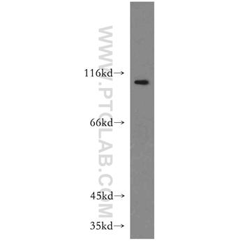 LEO1 Rabbit Polyclonal Antibody (12281-1-AP)