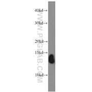HBE1 Rabbit Polyclonal Antibody (12361-1-AP)