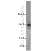 PPIL4 Rabbit Polyclonal Antibody (12538-1-AP)