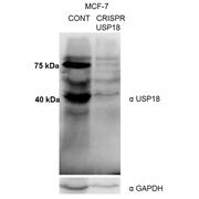 USP18 Rabbit Polyclonal Antibody (12153-1-AP)