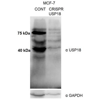 USP18 Rabbit Polyclonal Antibody (12153-1-AP)