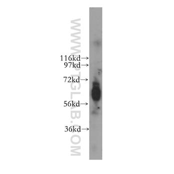 NRF1 Rabbit Polyclonal Antibody (12482-1-AP)