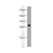 NFKBIB Rabbit Polyclonal Antibody (12660-1-AP)