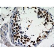 GABPB1 Rabbit Polyclonal Antibody (12597-1-AP)