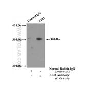 EBI3 Rabbit Polyclonal Antibody (12371-1-AP)