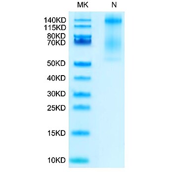 Biotinylated Human HLA-E*01:03&B2M&Peptide (VMAPRTLVL) Monomer Protein (MHC-HM406B)