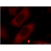 FXR2 Rabbit Polyclonal Antibody (12552-1-AP)