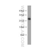GRPEL1 Rabbit Polyclonal Antibody (12720-1-AP)
