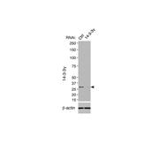 YWHAG Rabbit Polyclonal Antibody (12381-1-AP)