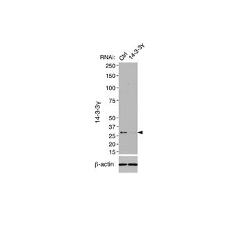 YWHAG Rabbit Polyclonal Antibody (12381-1-AP)