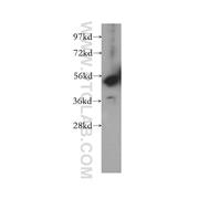 PCTK3 Rabbit Polyclonal Antibody (12207-1-AP)