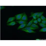 CPVL Rabbit Polyclonal Antibody (12548-1-AP)