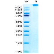 Chimeric HLA-A*02:01 (ma3) &B2M&WT-1 (RMFPNAPYL) Tetramer Protein (MHC-HM414T)