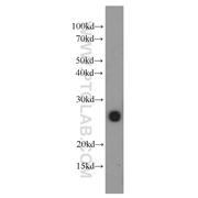 MOG Rabbit Polyclonal Antibody (12690-1-AP)