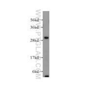 CREG1 Rabbit Polyclonal Antibody (12220-1-AP)