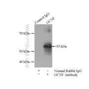 NR6A1 Rabbit Polyclonal Antibody (12712-1-AP)