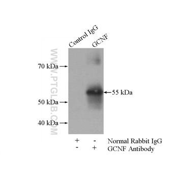 NR6A1 Rabbit Polyclonal Antibody (12712-1-AP)