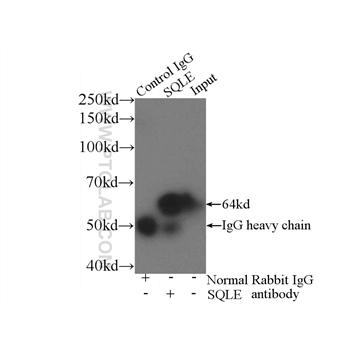 SQLE Rabbit Polyclonal Antibody (12544-1-AP)