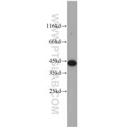 C1orf102 Rabbit Polyclonal Antibody (12598-1-AP)
