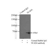 TEAD4 Rabbit Polyclonal Antibody (12418-1-AP)