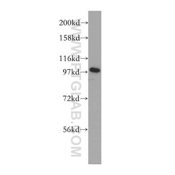 GOLGA1 Rabbit Polyclonal Antibody (12640-1-AP)