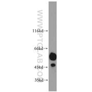 PRKACB Rabbit Polyclonal Antibody (12232-1-AP)