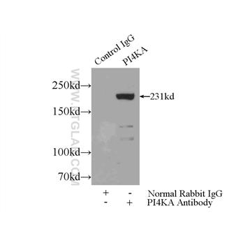 PI4KA Rabbit Polyclonal Antibody (12411-1-AP)