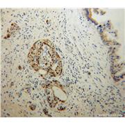 EDIL3 Rabbit Polyclonal Antibody (12580-1-AP)