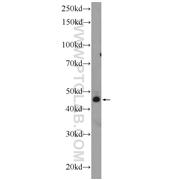 TWSG1 Rabbit Polyclonal Antibody (12327-1-AP)