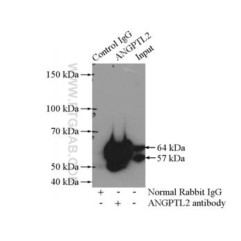 ANGPTL2 Rabbit Polyclonal Antibody (12316-1-AP)