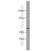 GABRA1 Rabbit Polyclonal Antibody (12410-1-AP)