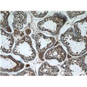 WDR16 Rabbit Polyclonal Antibody (12644-1-AP)