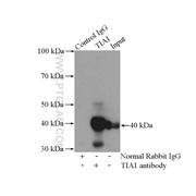 TIA1 Rabbit Polyclonal Antibody (12133-2-AP)