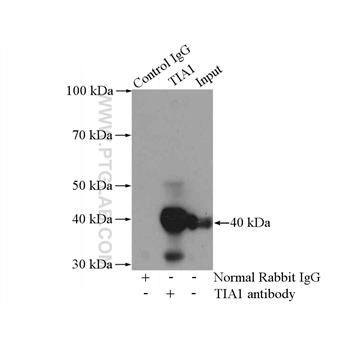 TIA1 Rabbit Polyclonal Antibody (12133-2-AP)