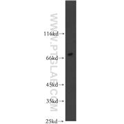 SHC4 Rabbit Polyclonal Antibody (12641-1-AP)