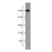 NT5E Rabbit Polyclonal Antibody (12231-1-AP)