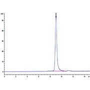 Biotinylated Human HLA-A*02:01&B2M&MAGE-A4 or MAGE-A8 (KVLEHVVRV) Monomer Protein (MHC-HM437B)
