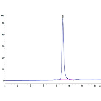 Biotinylated Human HLA-A*02:01&B2M&MAGE-A4 or MAGE-A8 (KVLEHVVRV) Monomer Protein (MHC-HM437B)