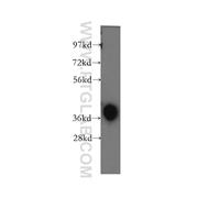 TALDO1 Rabbit Polyclonal Antibody (12376-1-AP)