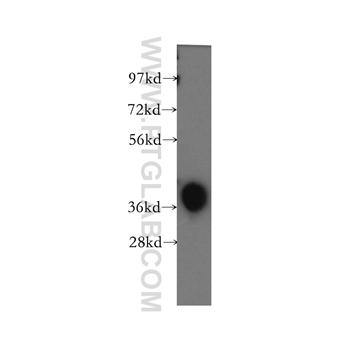 TALDO1 Rabbit Polyclonal Antibody (12376-1-AP)