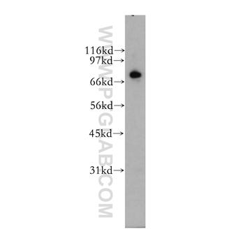 RAPGEF5 Rabbit Polyclonal Antibody (12556-1-AP)
