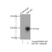 KIFAP3 Rabbit Polyclonal Antibody (12700-1-AP)