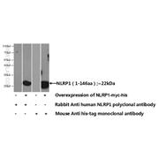 NLRP1 Rabbit Polyclonal Antibody (12256-1-AP)