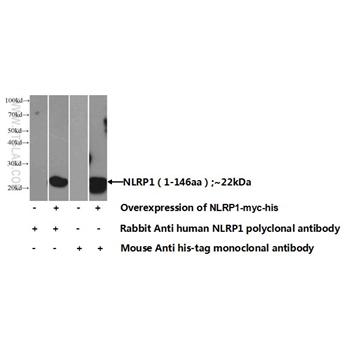 NLRP1 Rabbit Polyclonal Antibody (12256-1-AP)
