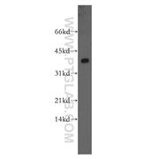 PPP2CB Rabbit Polyclonal Antibody (12554-2-AP)