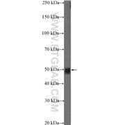 SLC25A46 Rabbit Polyclonal Antibody (12277-1-AP)