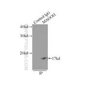 MAGOH Rabbit Polyclonal Antibody (12347-1-AP)