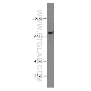 NR4A1 Rabbit Polyclonal Antibody (12235-1-AP)