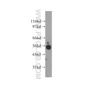 SYT4 Rabbit Polyclonal Antibody (12642-1-AP)